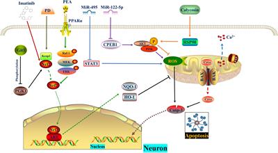 ROS: Executioner of regulating cell death in spinal cord injury